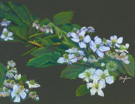 Blackberry blossoms painting