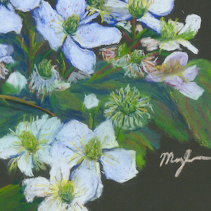 Blackberry blossoms painting