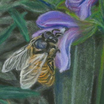 Bee on Purple Sage
